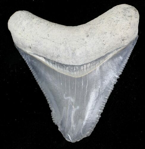 Serrated, Grey Bone Valley Megalodon Tooth #21568